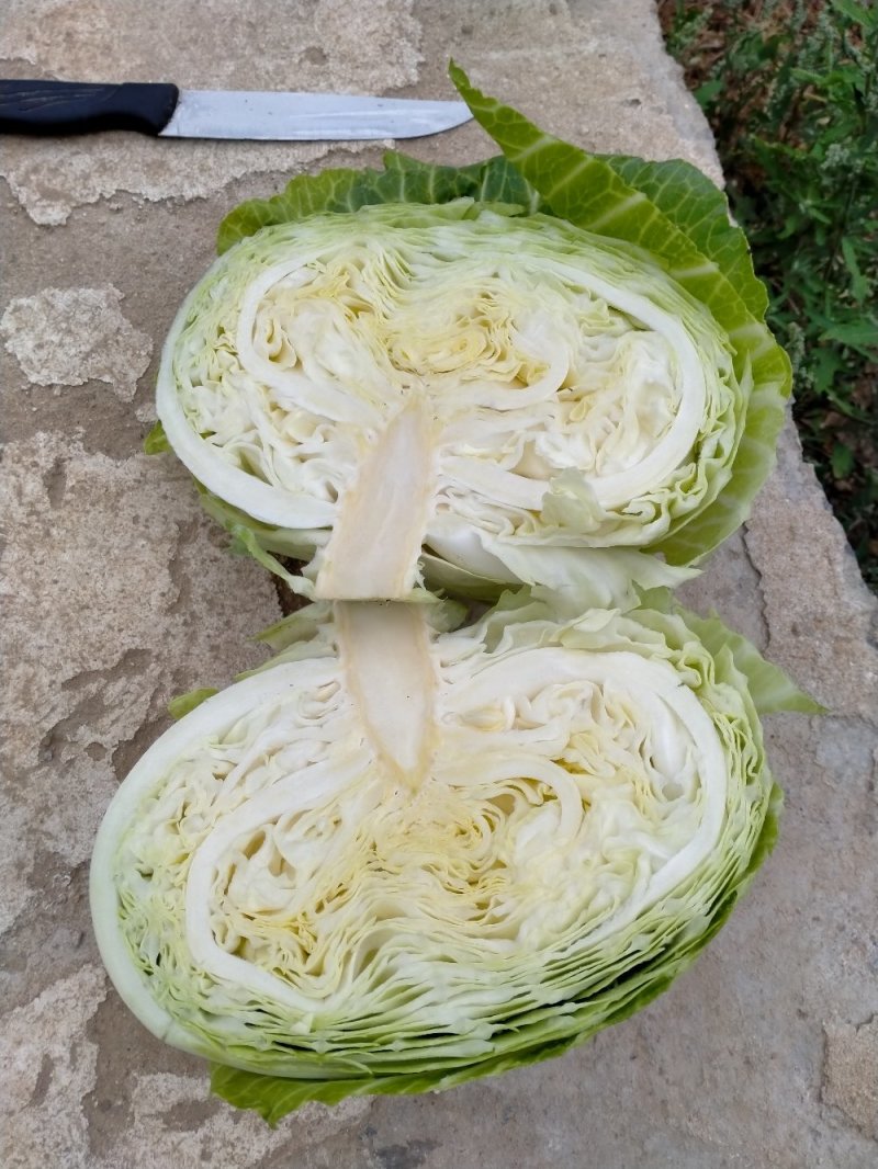 扁包菜春来喜