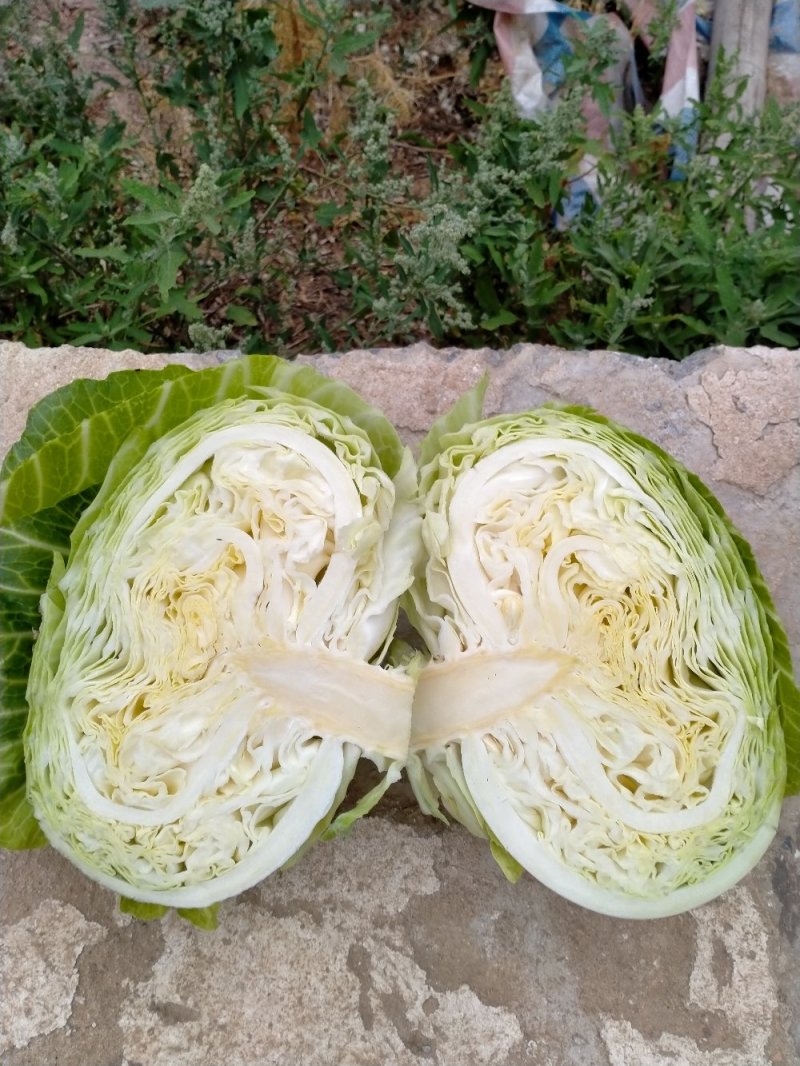 扁包菜春来喜