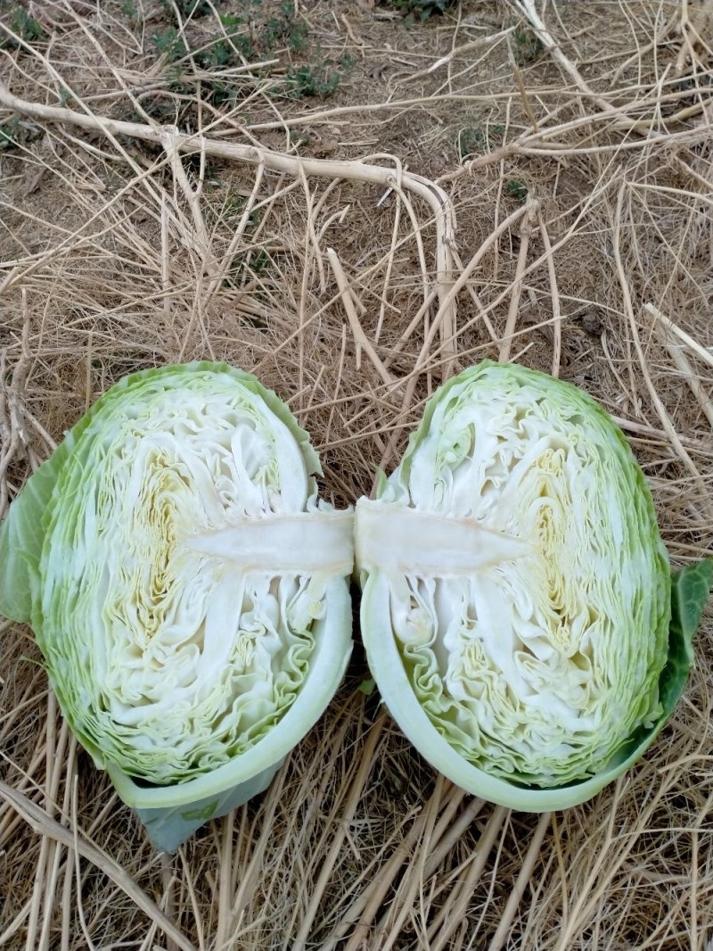 扁包菜春来喜