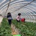 2022年基地直供夏草莓