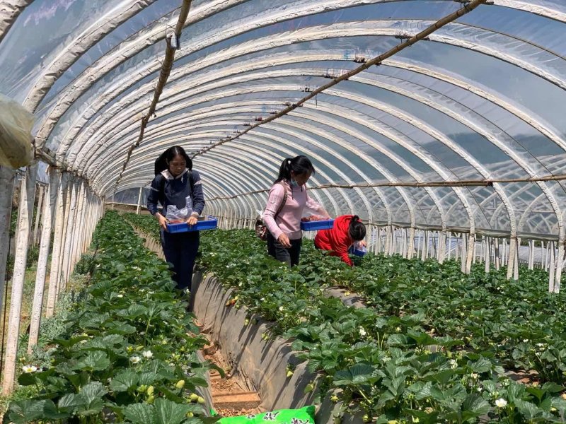 2022年基地直供夏草莓
