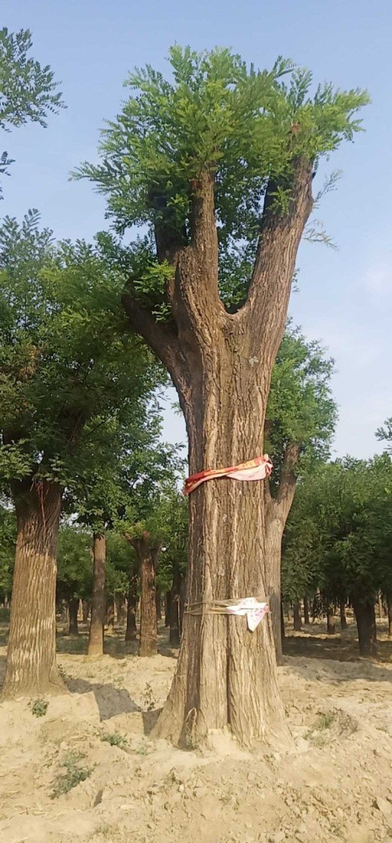 自家苗圃卖30-70公分1-3年发帽大国槐1000棵