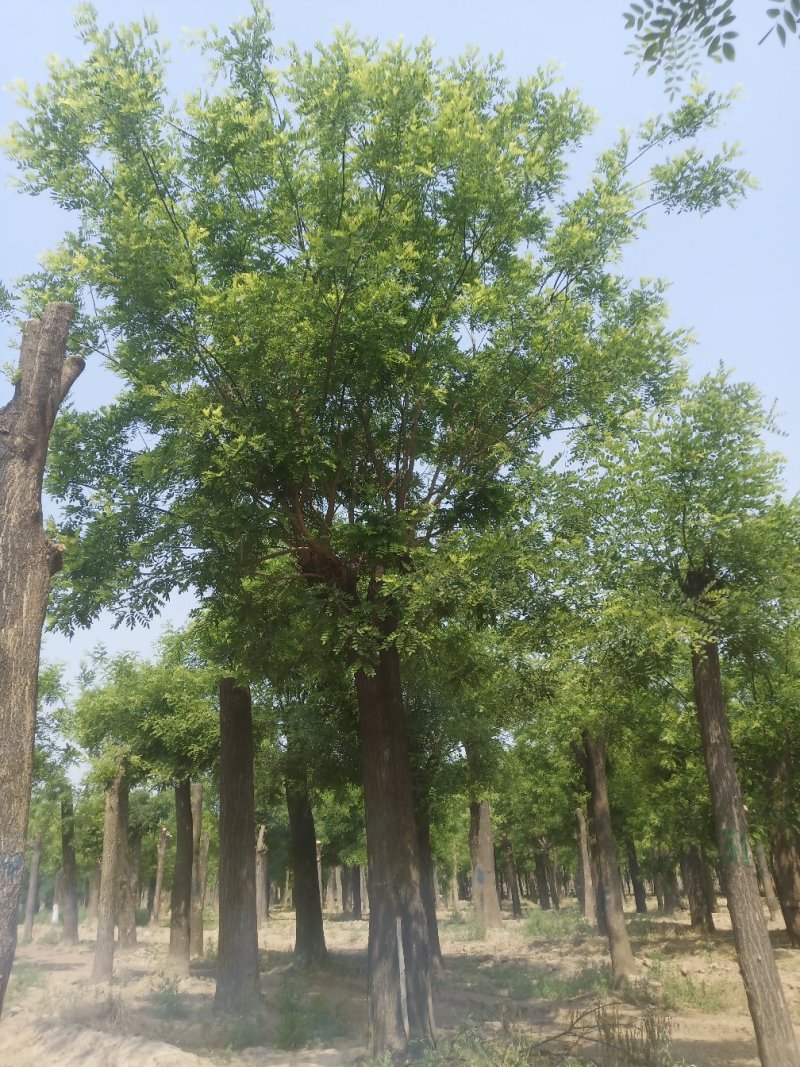 自家苗圃卖30-70公分1-3年发帽大国槐1000棵