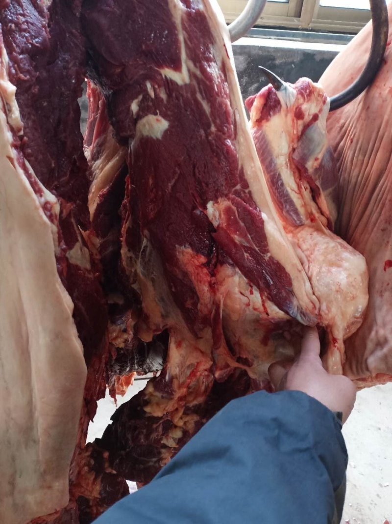 现杀新鲜马肉带皮马肉带皮马腿肉