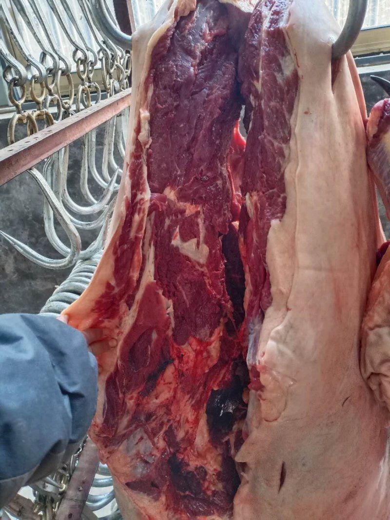 现杀新鲜马肉带皮马肉带皮马腿肉