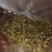 槐花槐花新货市场电商对接