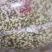 槐花槐花新货市场电商对接