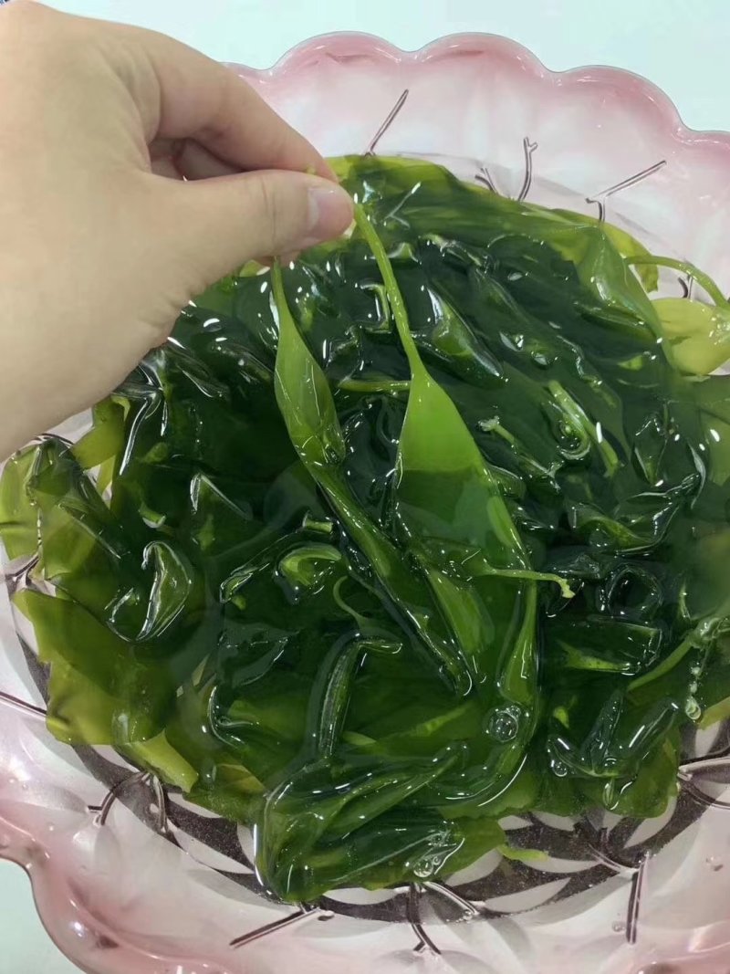 霞浦海带