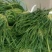 蒜苔大量上市一级蒜苔欢迎新老客户前来考察