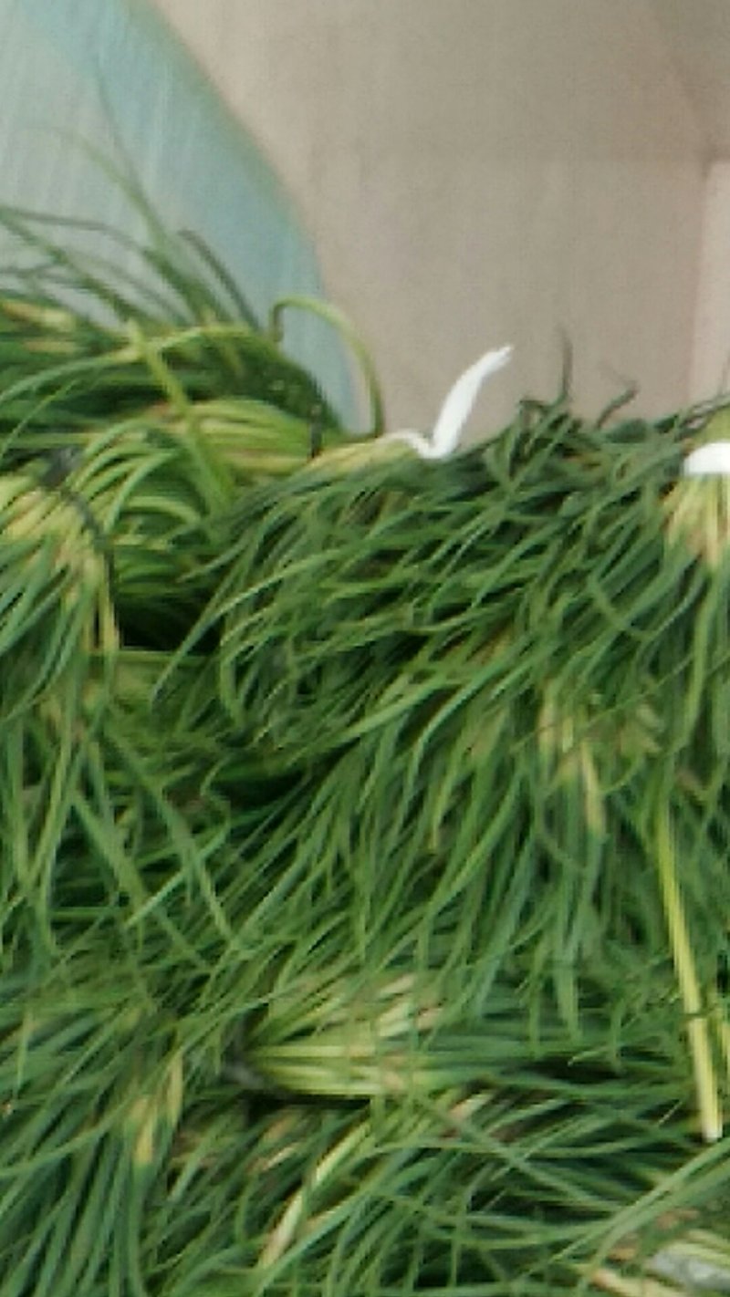 蒜苔大量上市一级蒜苔欢迎新老客户前来考察