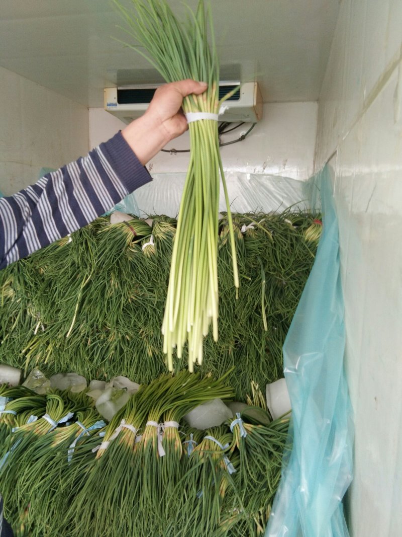 蒜苔大量上市一级蒜苔欢迎新老客户前来考察