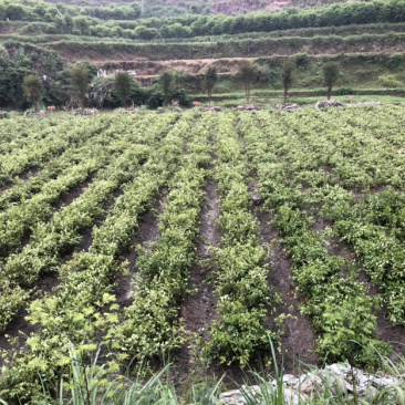 优质的长林和湘林系列油茶苗