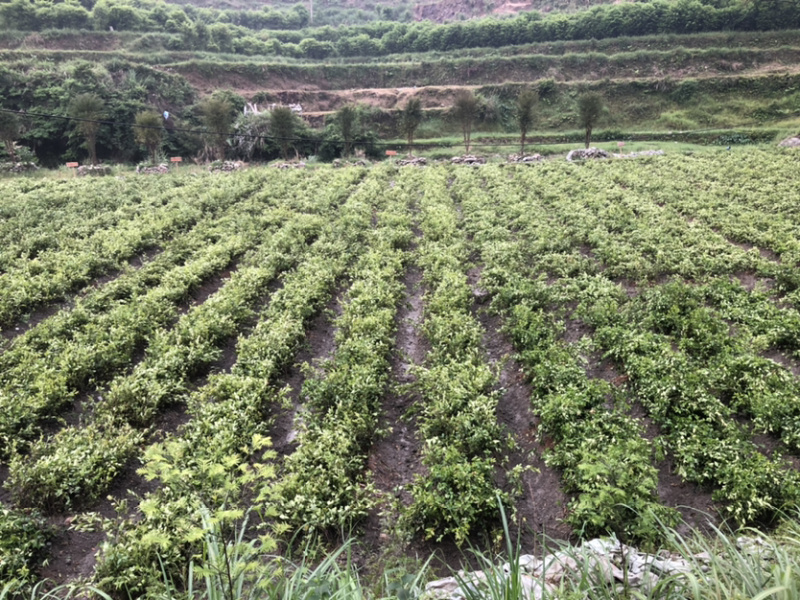 优质的长林和湘林系列油茶苗