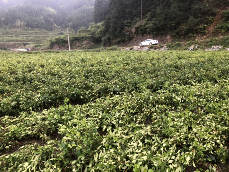 优质的长林和湘林系列油茶苗