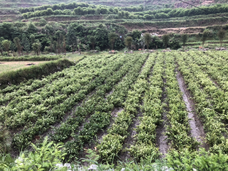 优质的长林和湘林系列油茶苗