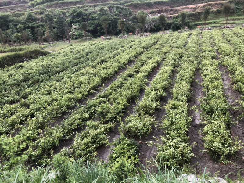 优质的长林和湘林系列油茶苗