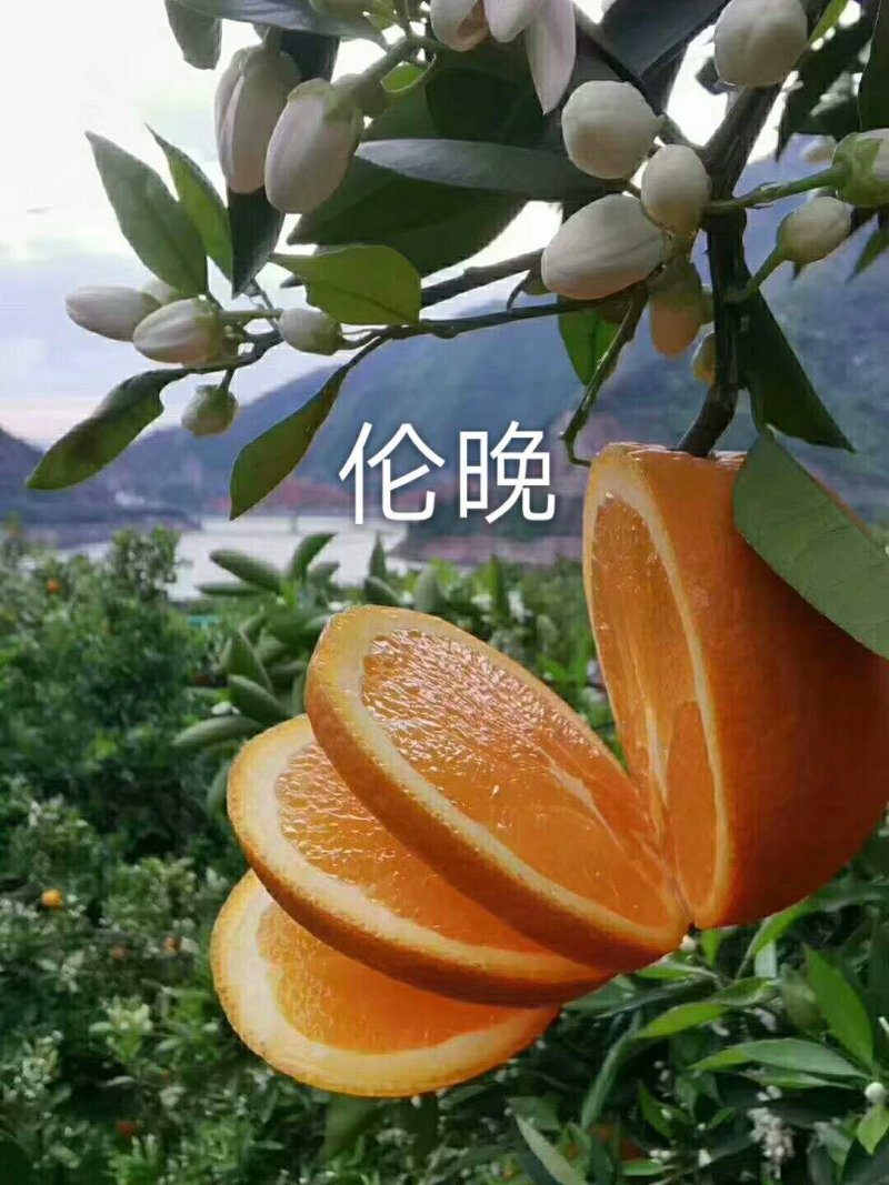 伦晚香甜伦晚产地直销，诚信代办，一手货源，保质保量，以质