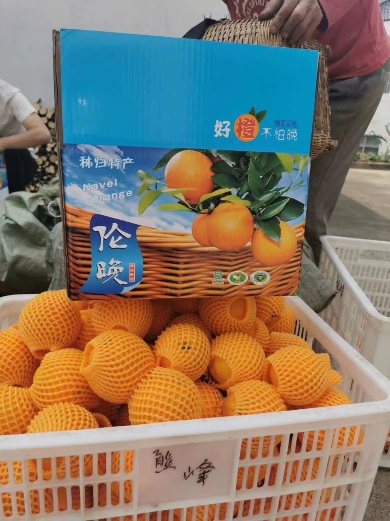 伦晚香甜伦晚产地直销，诚信代办，一手货源，保质保量，以质