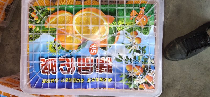 伦晚香甜伦晚产地直销，诚信代办，一手货源，保质保量，以质