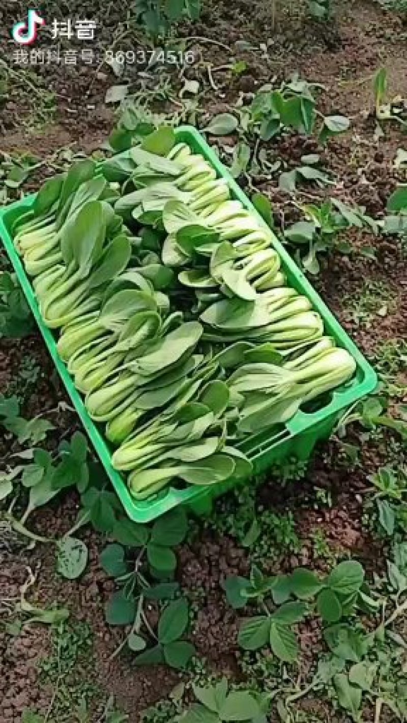 上海青