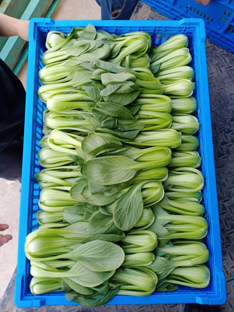 上海青