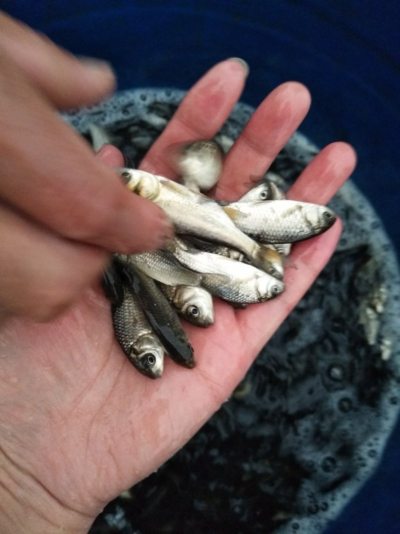 中科3号鲫鱼苗，土鲫鱼苗，出售各种鱼苗，渔场发货，包运输