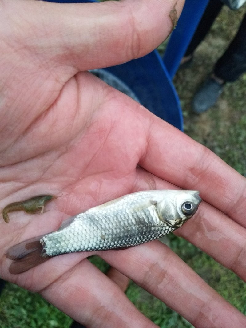 中科3号鲫鱼苗，土鲫鱼苗，出售各种鱼苗，渔场发货，包运输