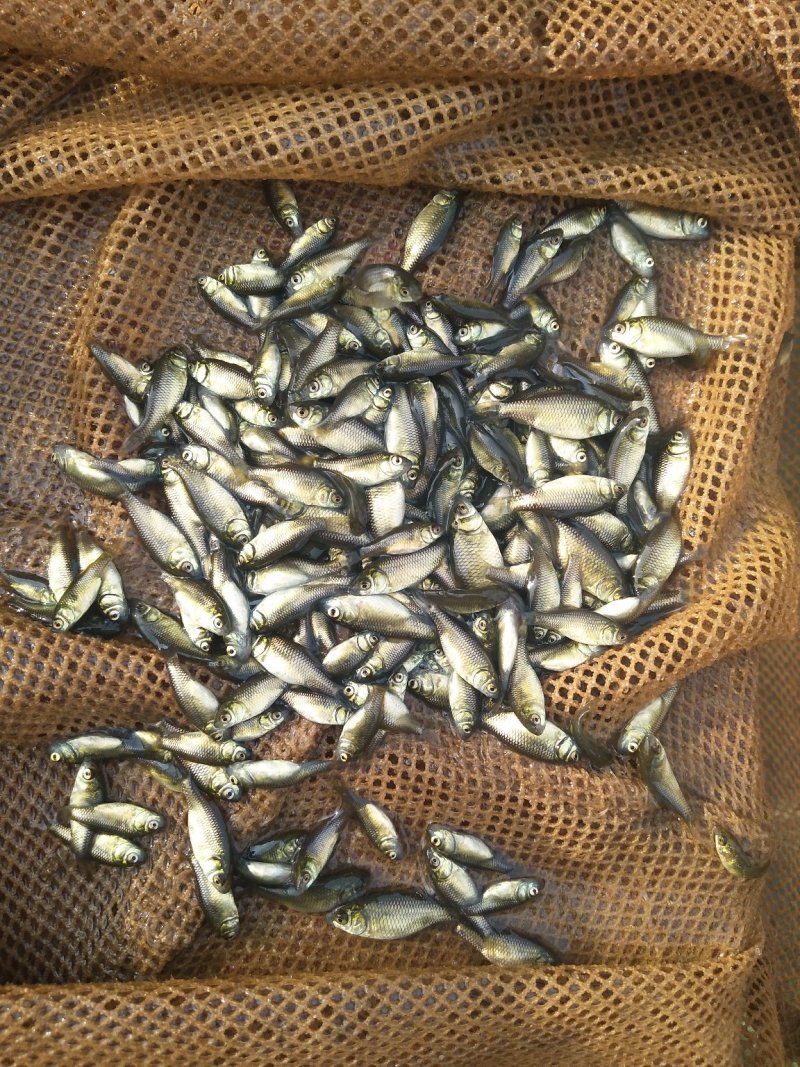中科3号鲫鱼苗，土鲫鱼苗，出售各种鱼苗，渔场发货，包运输