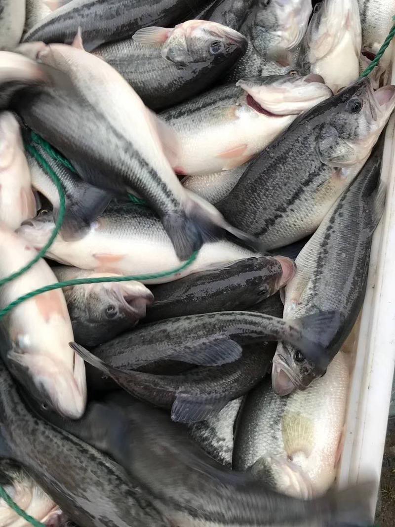 湖州鲈鱼淡水鲈鱼台钓路亚品质保证价格优惠配送钓场活性好