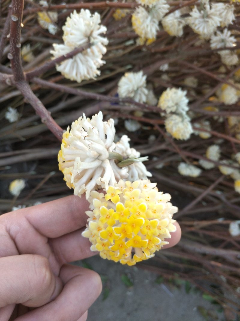 节香，结香；自家种植，产地直销，个个精品