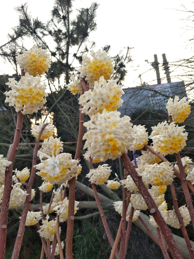 节香，结香；自家种植，产地直销，个个精品