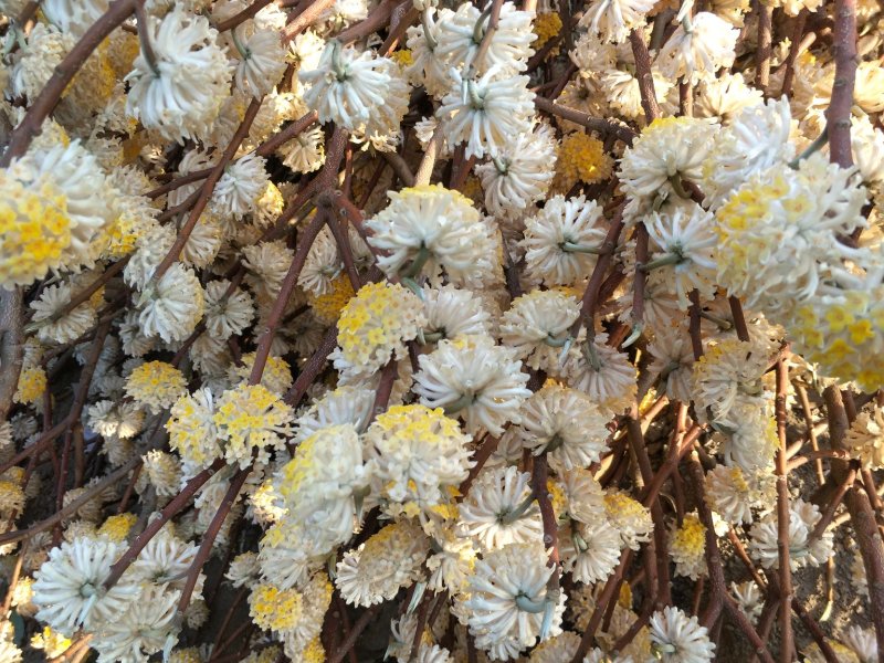 节香，结香；自家种植，产地直销，个个精品