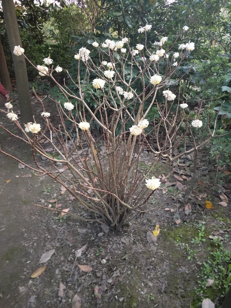 节香，结香；自家种植，产地直销，个个精品