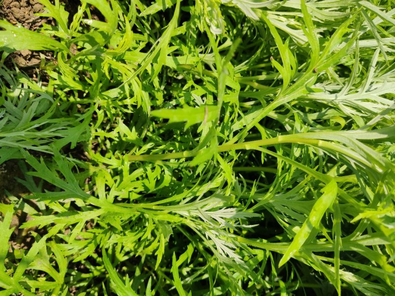 藜蒿苗芦蒿苗泥蒿苗100棵藜蒿种子芦蒿种子
