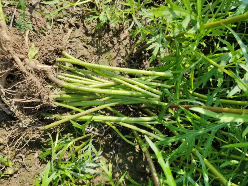 藜蒿苗芦蒿苗泥蒿苗100棵藜蒿种子芦蒿种子