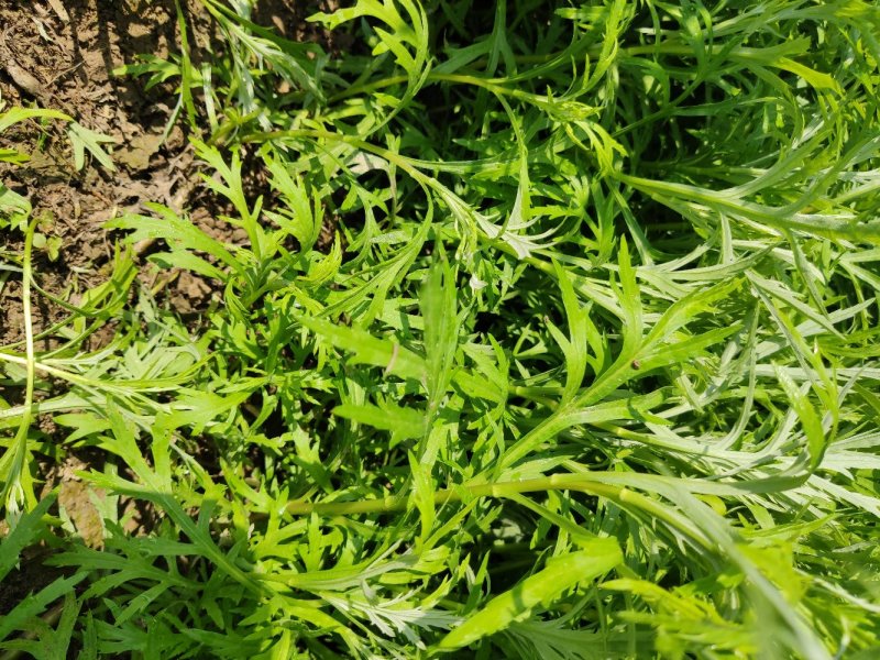 藜蒿苗芦蒿苗泥蒿苗100棵藜蒿种子芦蒿种子