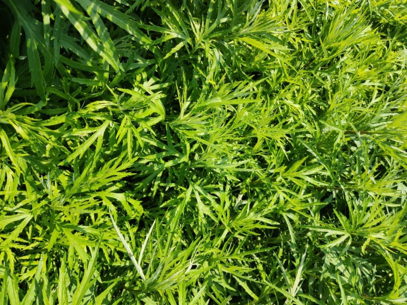 藜蒿苗芦蒿苗泥蒿苗100棵藜蒿种子芦蒿种子