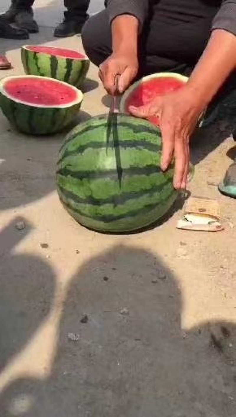 山东惠民大棚陆地西瓜甜王，双星，西农八号西瓜等