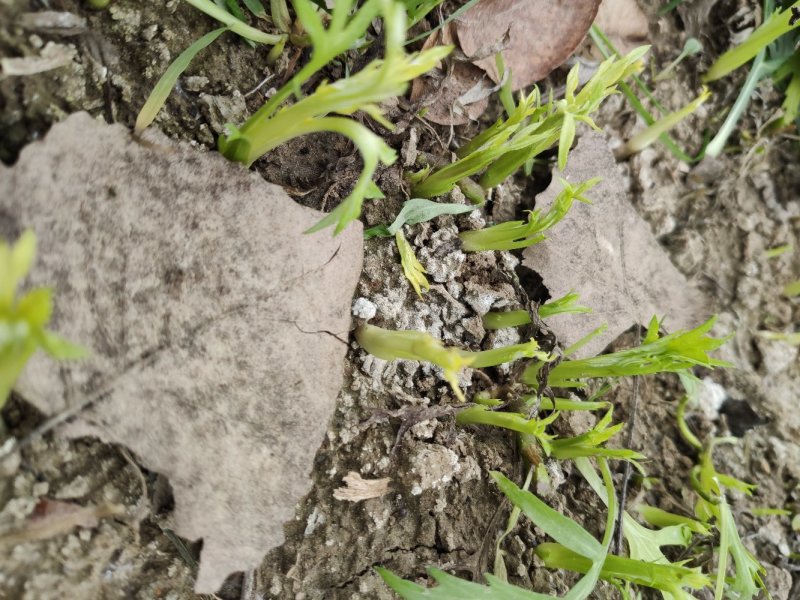 藜蒿种根芦蒿种根泥蒿种根藜蒿种子