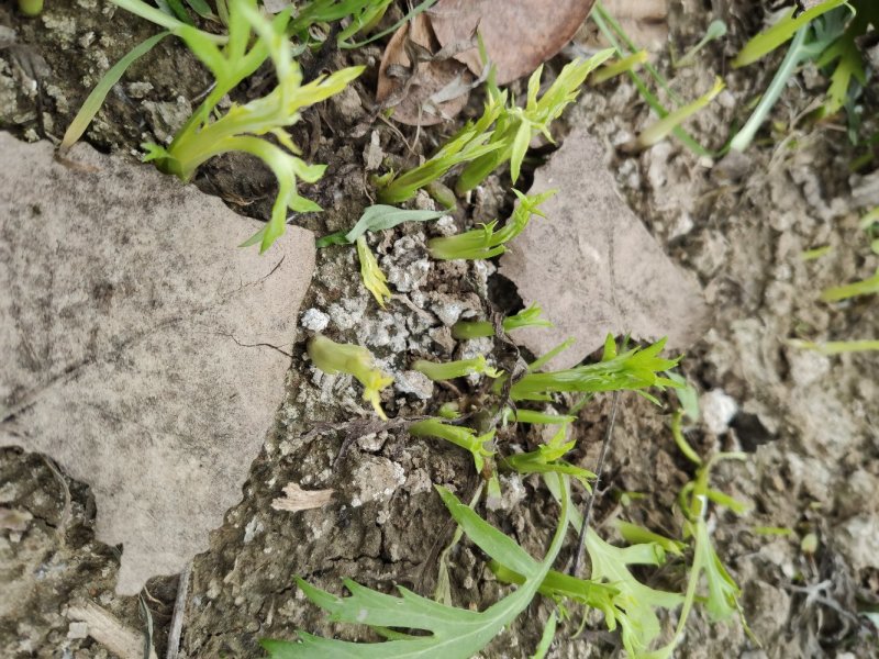 藜蒿种根芦蒿种根泥蒿种根藜蒿种子