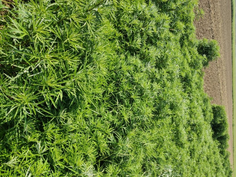藜蒿种根芦蒿种根泥蒿种根藜蒿种子