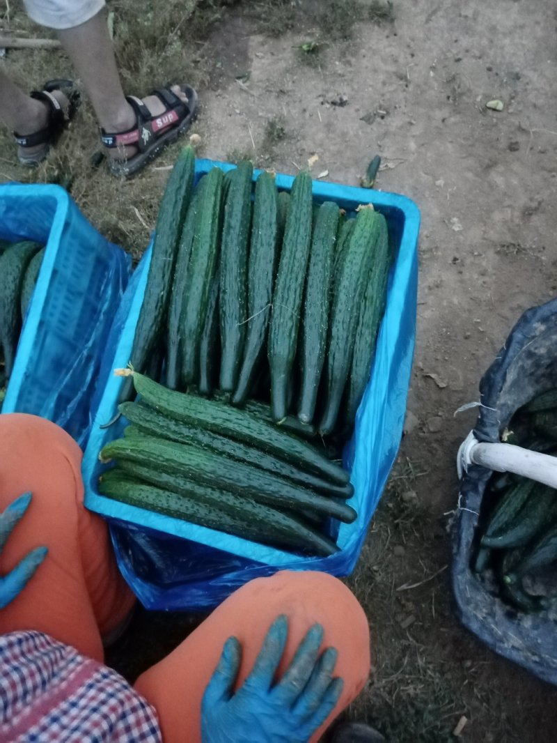 精品黃瓜，质量好，产地直供