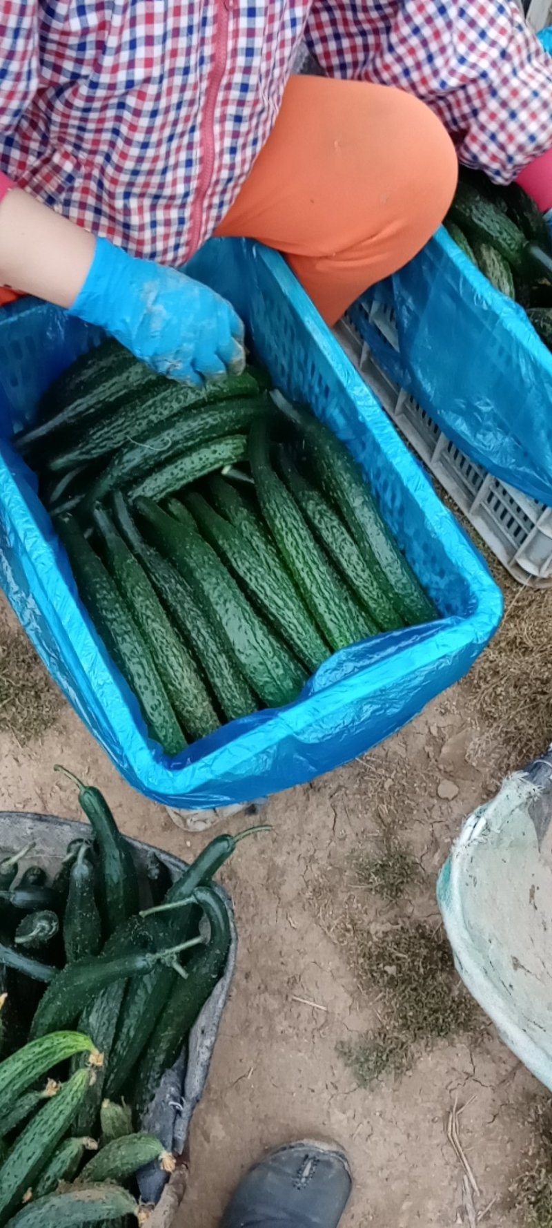 精品黃瓜，质量好，产地直供