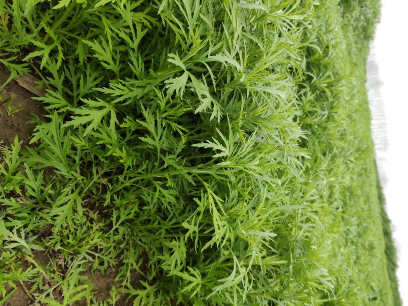 藜蒿种根芦蒿种根泥蒿种根藜蒿种子