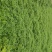 藜蒿种根芦蒿种根泥蒿种根藜蒿种子