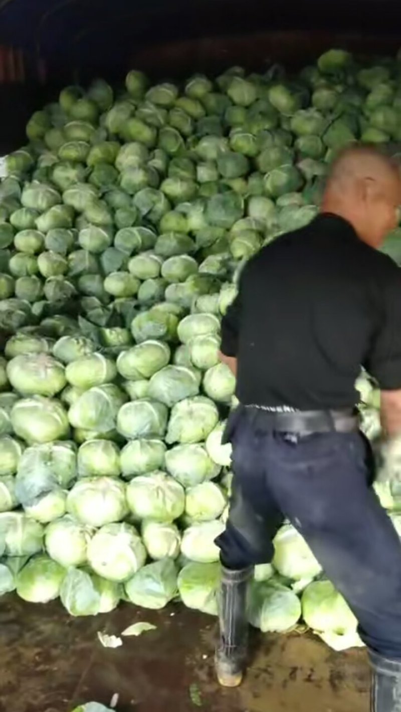 大量供应，奥奇那，扁包菜基地供应货量充足价格便宜