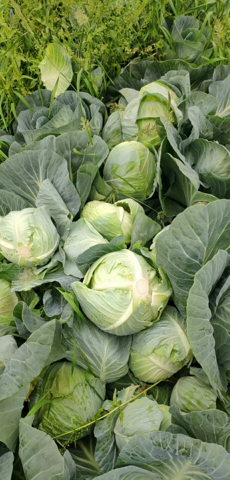 大量供应，奥奇那，扁包菜基地供应货量充足价格便宜