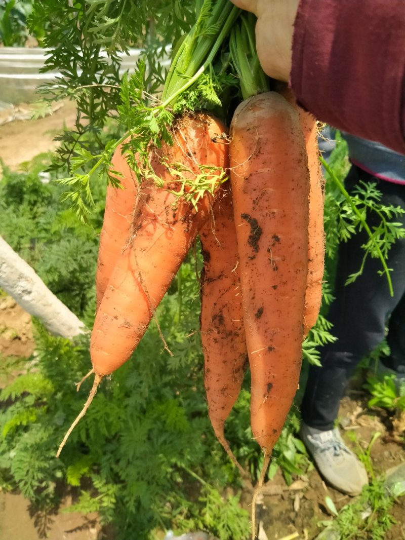日本三红胡萝卜大量上市