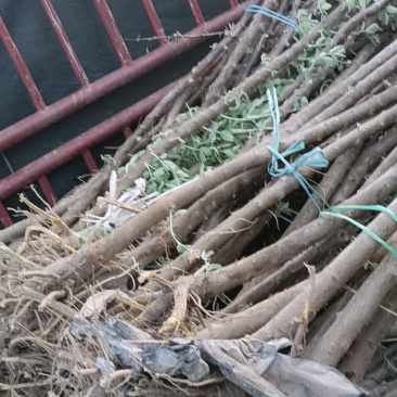 沙枣苗预定出售欢迎来电