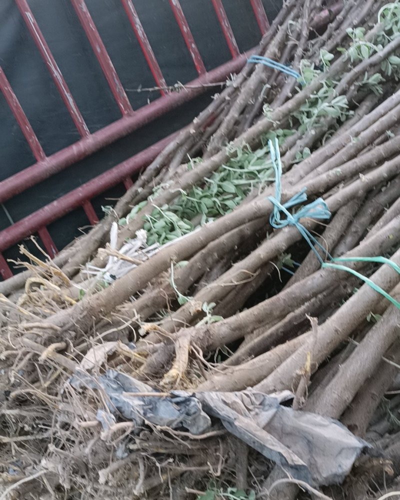 沙枣苗预定出售欢迎来电
